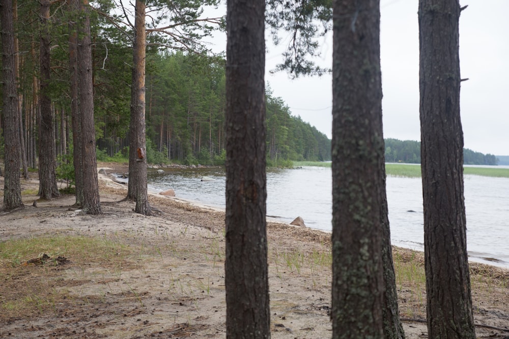 green trees near body of water during daytime