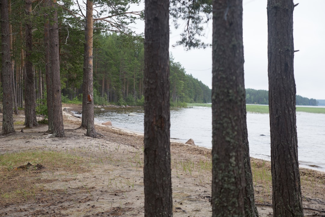 green trees near body of water during daytime