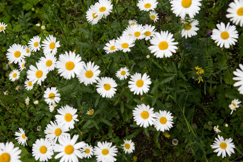 white and yellow daisy flowers