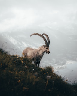A large mountain goat with prominent curved horns stands on a grassy slope adorned with small yellow wildflowers. The background features a misty and fog-shrouded mountainous landscape, creating a serene and natural setting.
