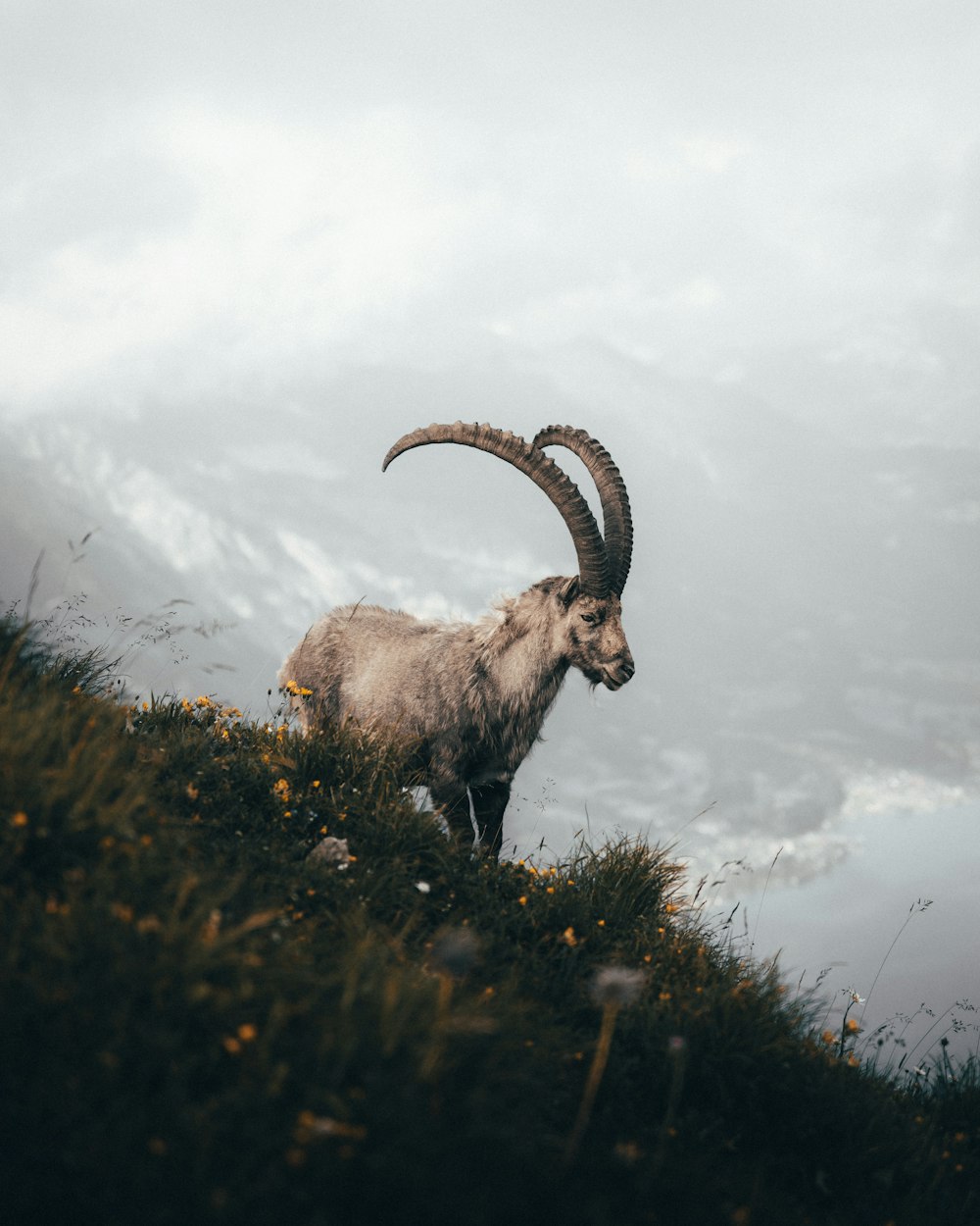 brown ram on green grass during daytime