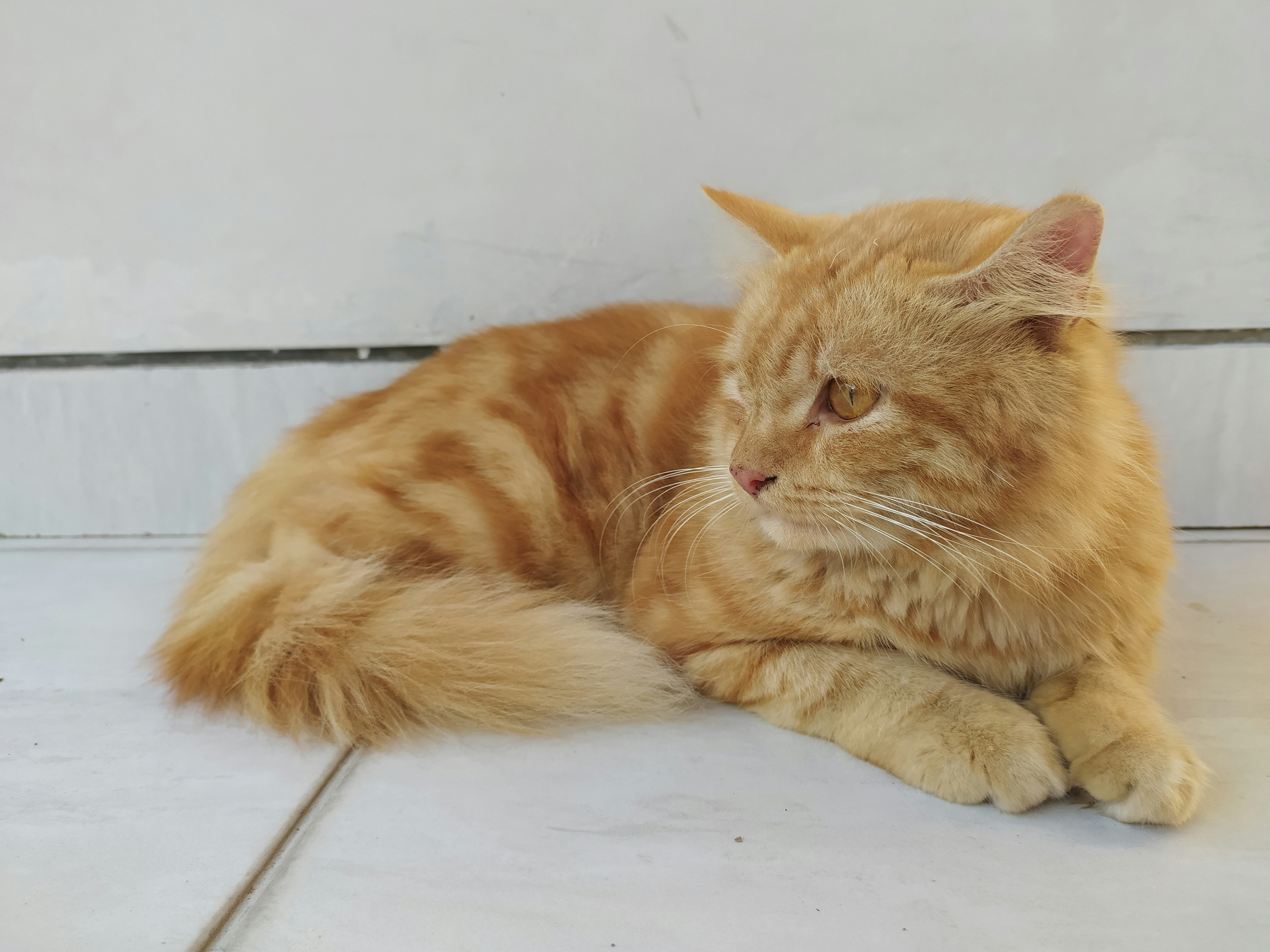 Kucing Tabby oranye berbaring di ubin lantai putih