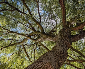 brown tree with green leaves during daytime