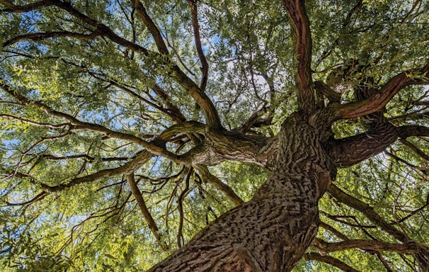 brown tree with green leaves during daytime