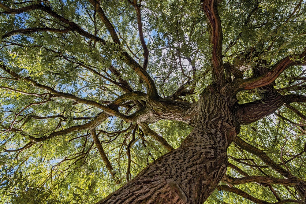 brauner Baum mit grünen Blättern tagsüber