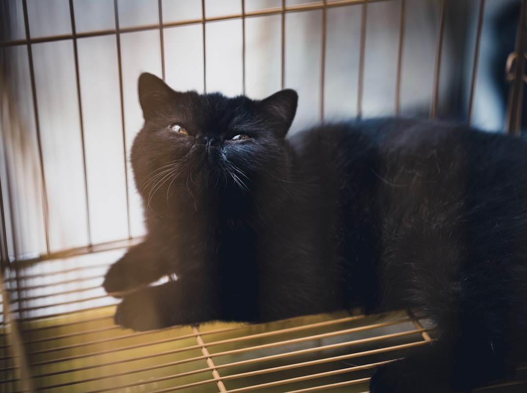 black cat on white window blinds