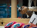 A hairless cat is standing on a wooden platform while a person in a white shirt is petting its head. The platform has a rope scratching post attached to it. Colorful award ribbons are displayed in the foreground, and there is a sign with the number one on the platform. The background consists of blue tones, likely indicating a competitive or show setting.