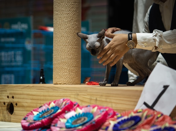 A hairless cat is standing on a wooden platform while a person in a white shirt is petting its head. The platform has a rope scratching post attached to it. Colorful award ribbons are displayed in the foreground, and there is a sign with the number one on the platform. The background consists of blue tones, likely indicating a competitive or show setting.