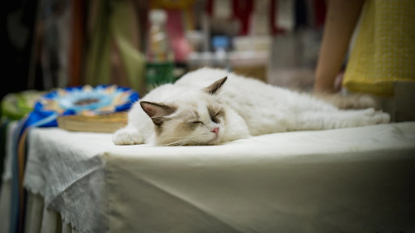 white cat lying on white textile
