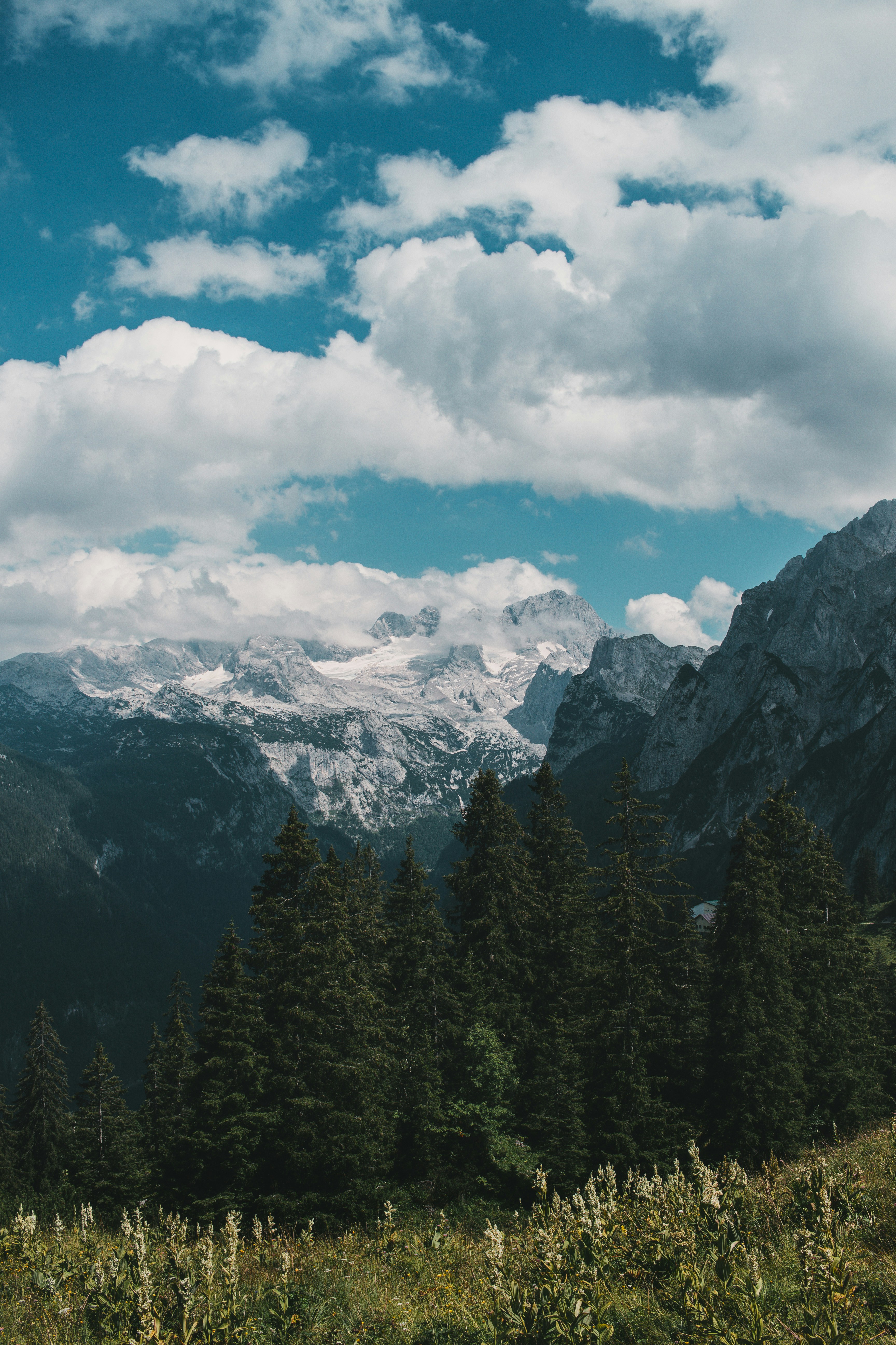 green pine trees near mountain under white clouds and blue sky during daytime