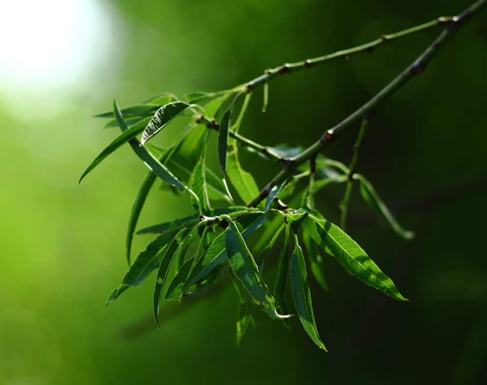 green leaves in macro lens