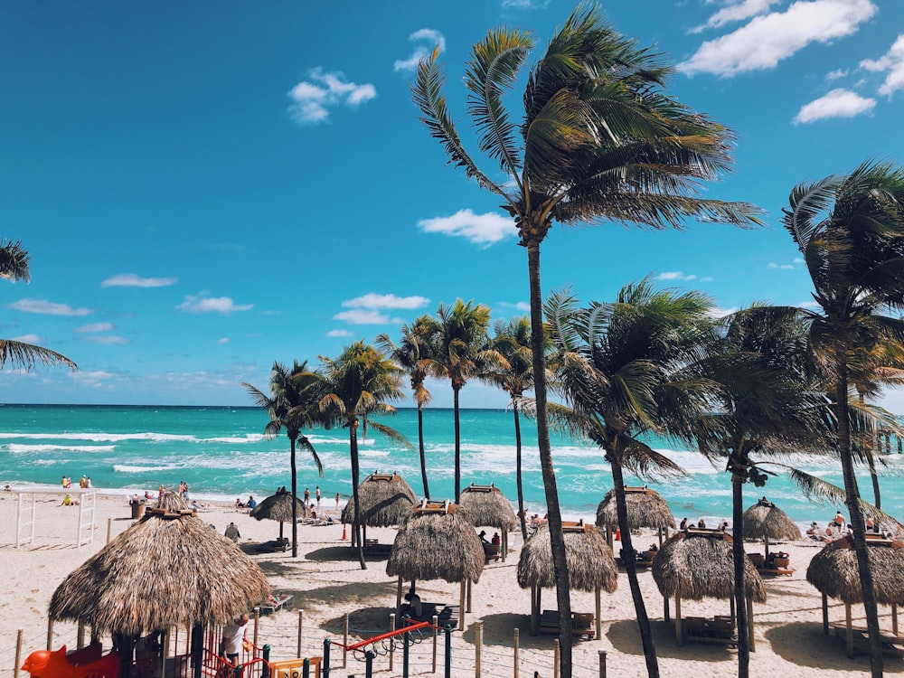 palm tree near beach during daytime