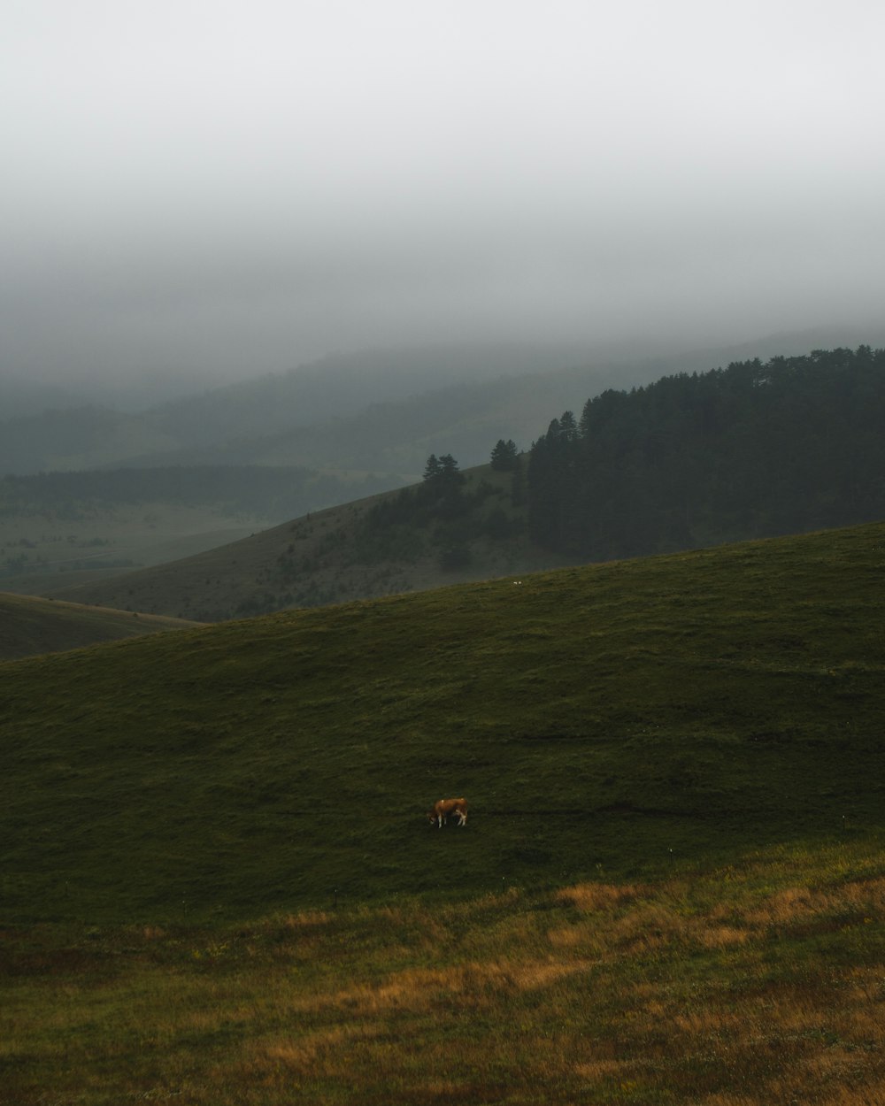 two cows grazing in a field on a foggy day