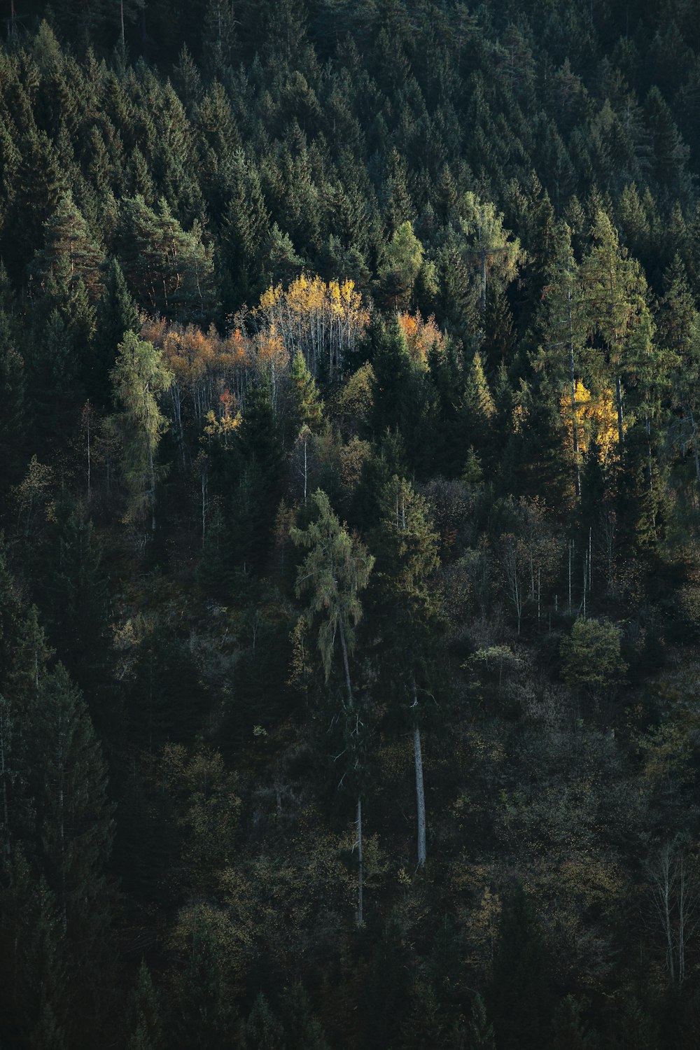 green and yellow trees during daytime