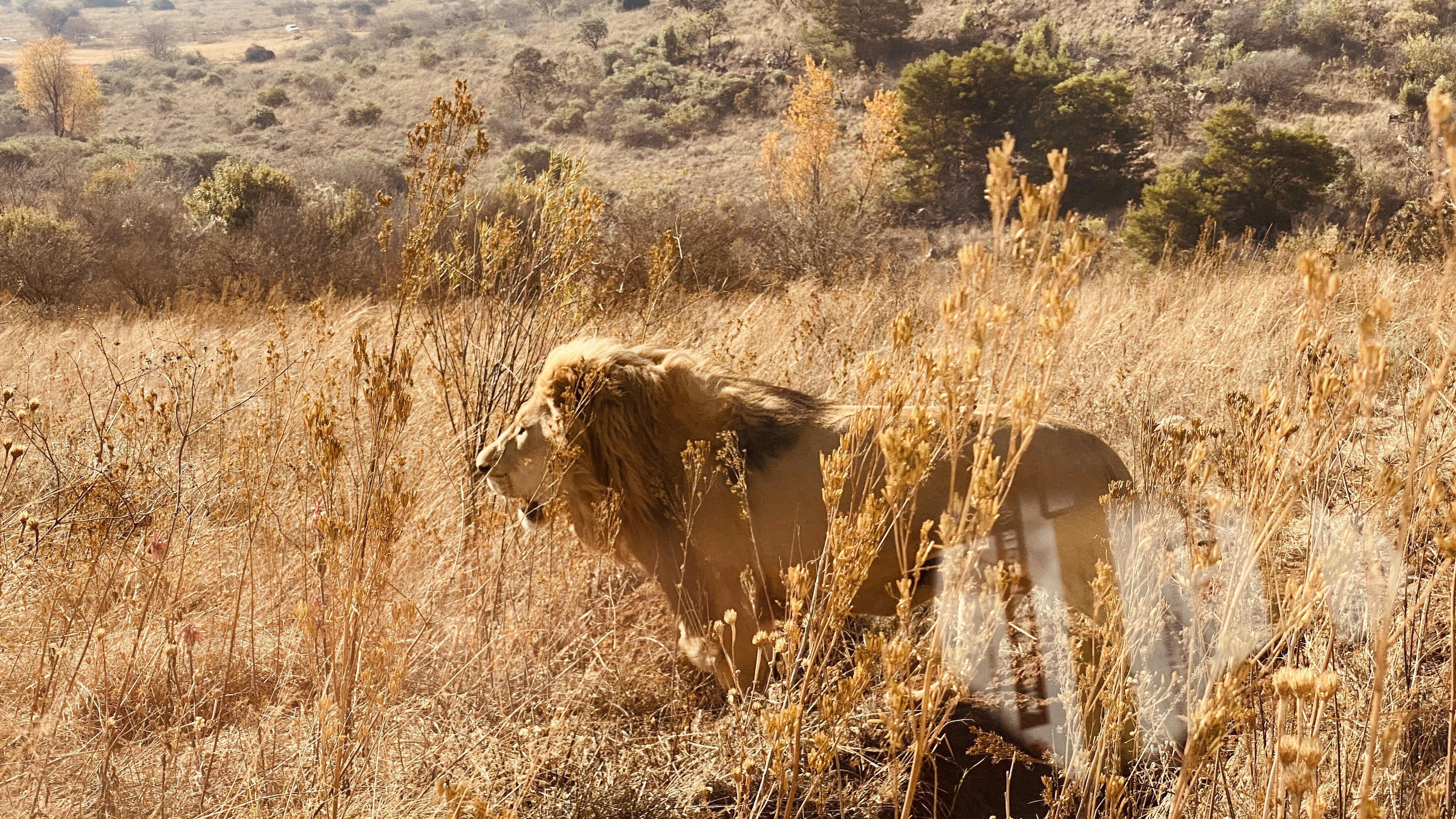 Nomads on the Move (image credits: unsplash)