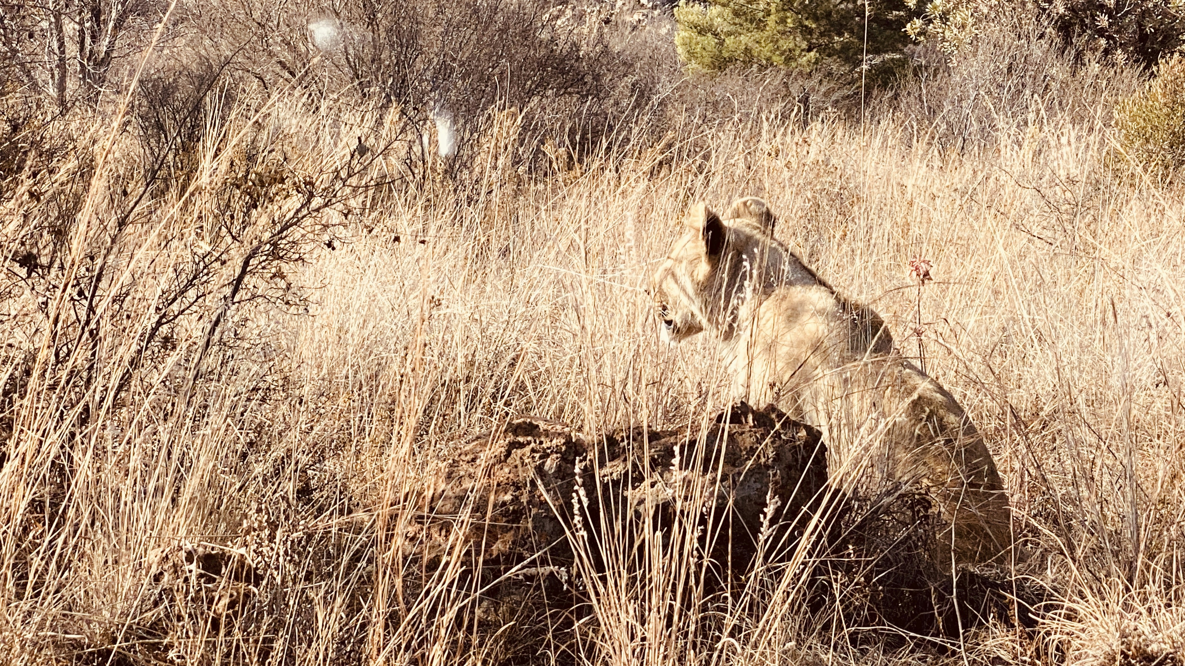 Masters of Camouflage: Living in the Shadows (image credits: unsplash)