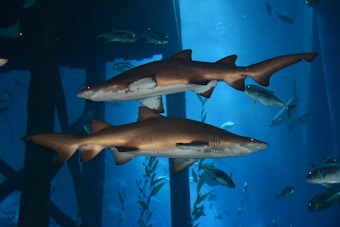 Two large sharks swim gracefully through an underwater environment filled with a deep blue glow. Smaller fish accompany them, and the water is illuminated by light filtering through, creating an atmospheric and mysterious scene.