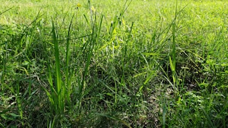 Wide shot of a vibrant patch of seashore paspalum grass thriving under sunlight.