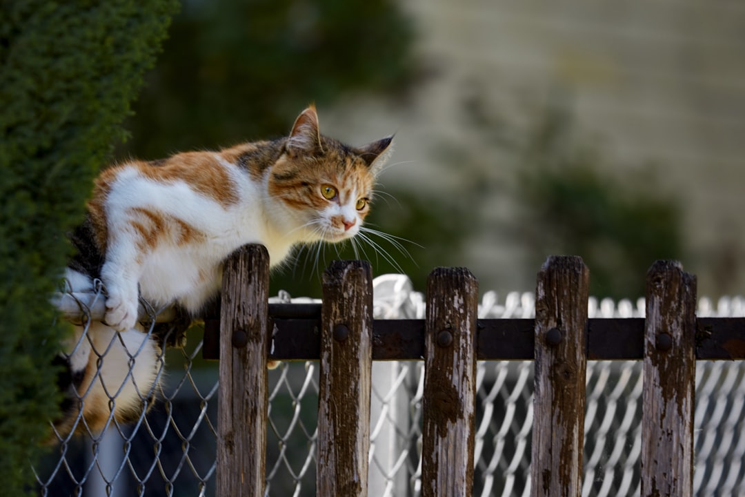 white and brown cat on brown wooden fence