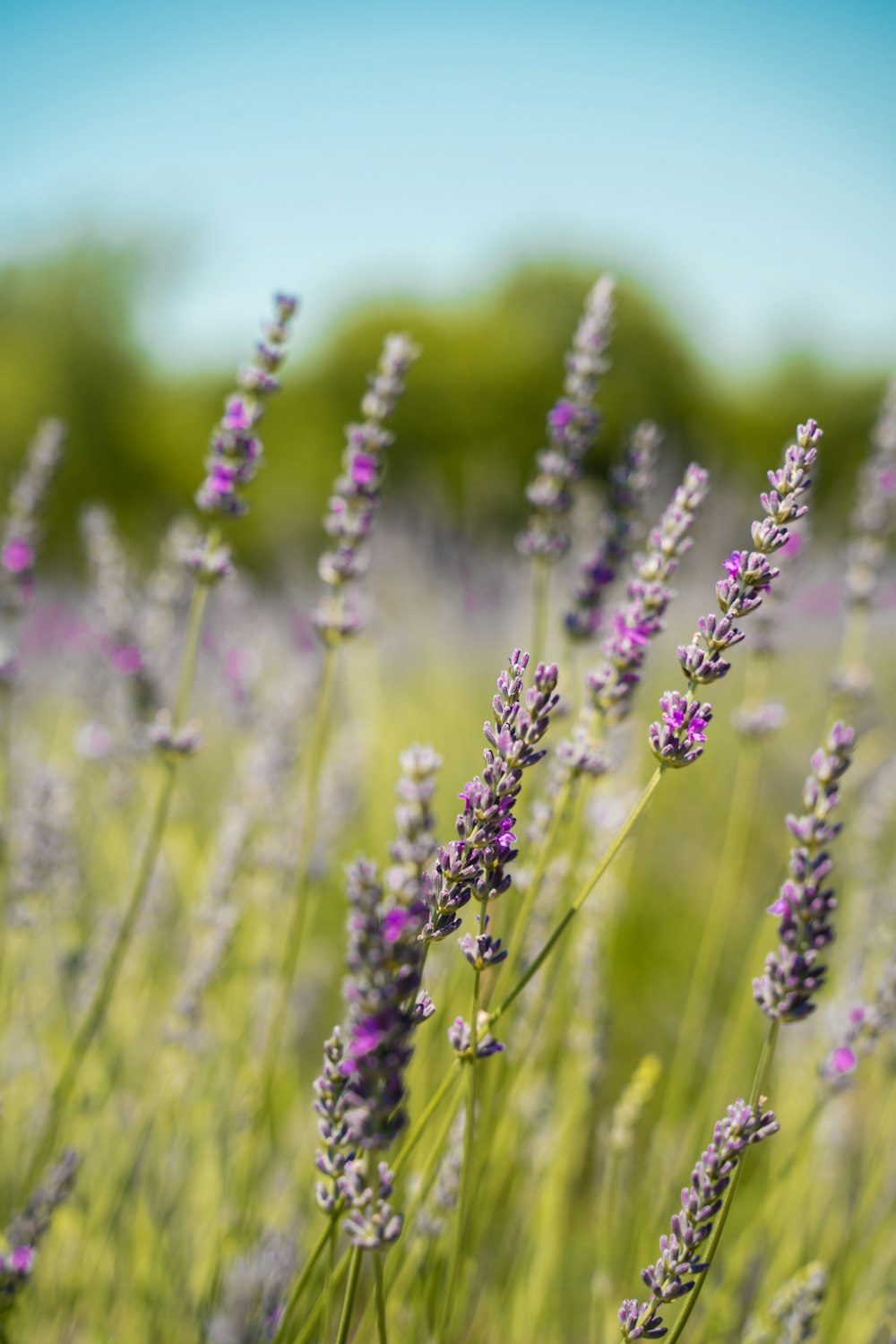 purple flower in tilt shift lens