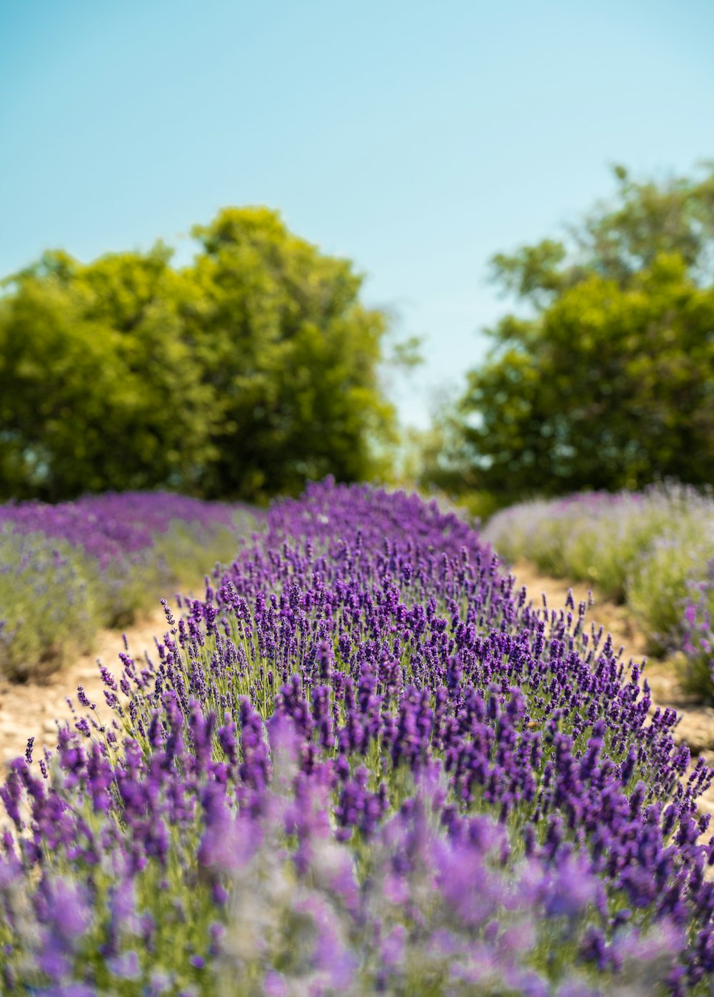 purple flower field during daytime