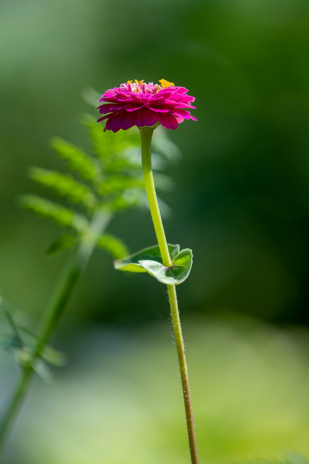 pink and white flower in tilt shift lens