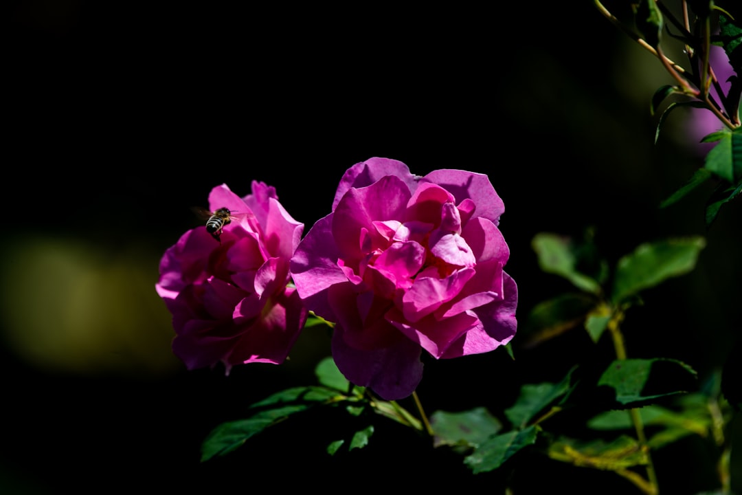 pink flower in tilt shift lens