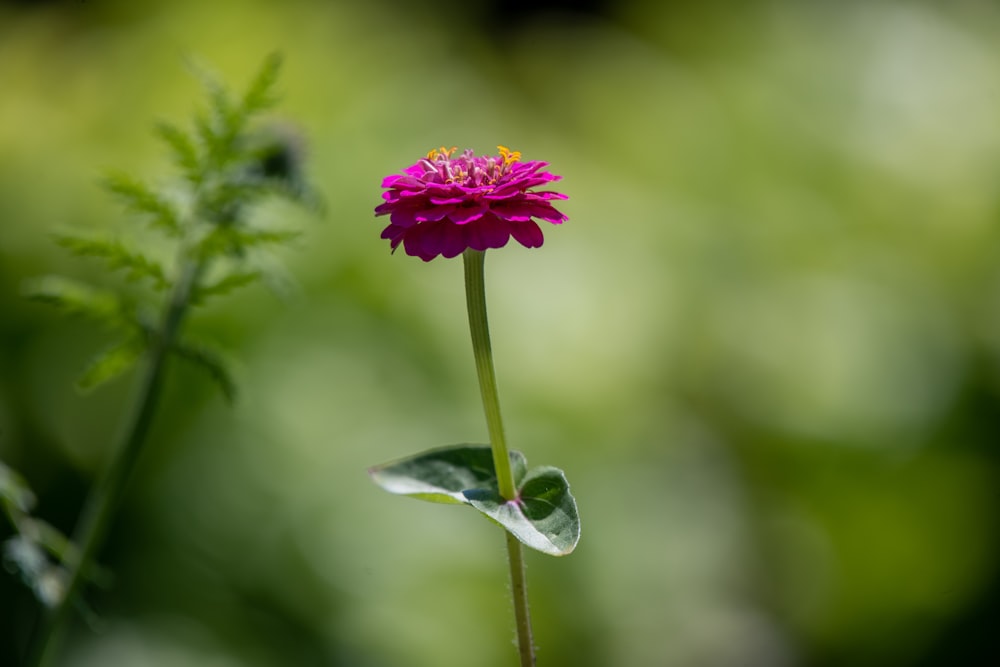 pink flower in tilt shift lens