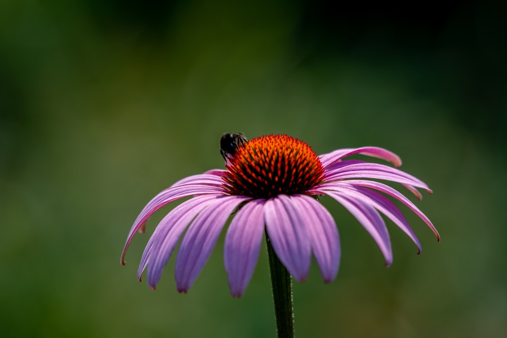 a purple flower with a bee on it