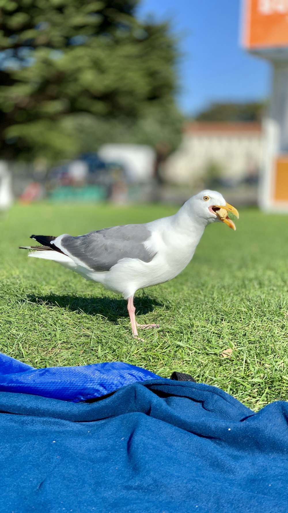 white and gray bird on blue textile