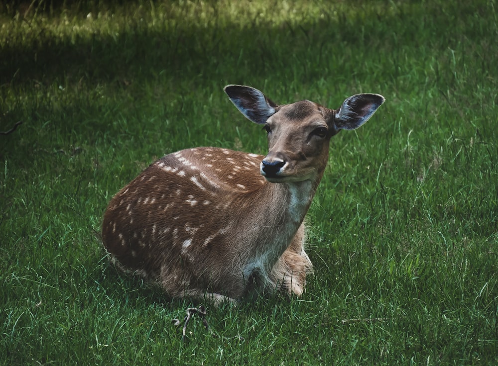 brown deer lying on green grass field during daytime