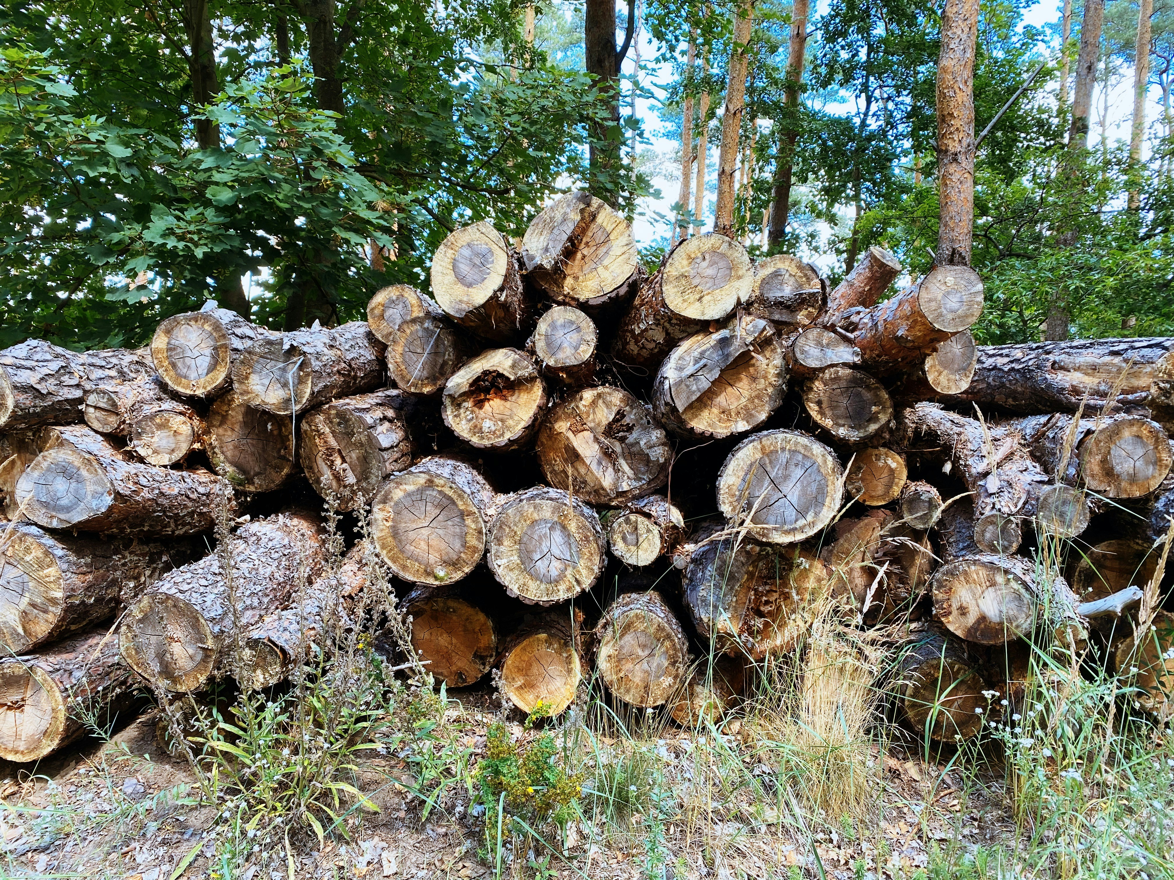 brown wood logs on green grass field during daytime