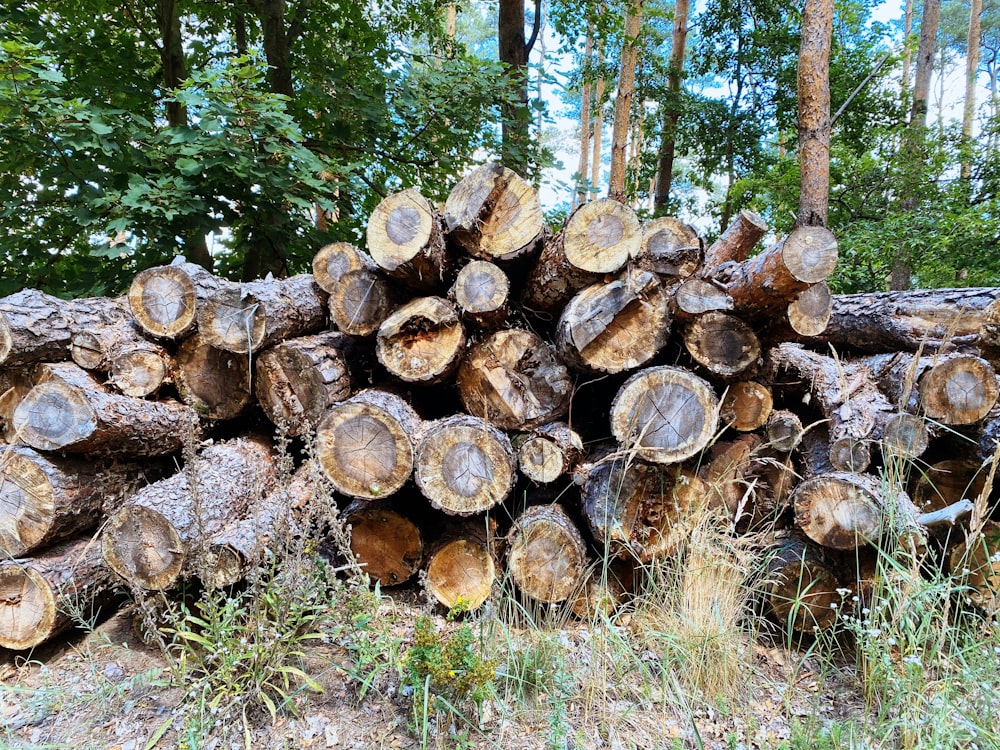 Troncos de madera marrón en un campo de hierba verde durante el día