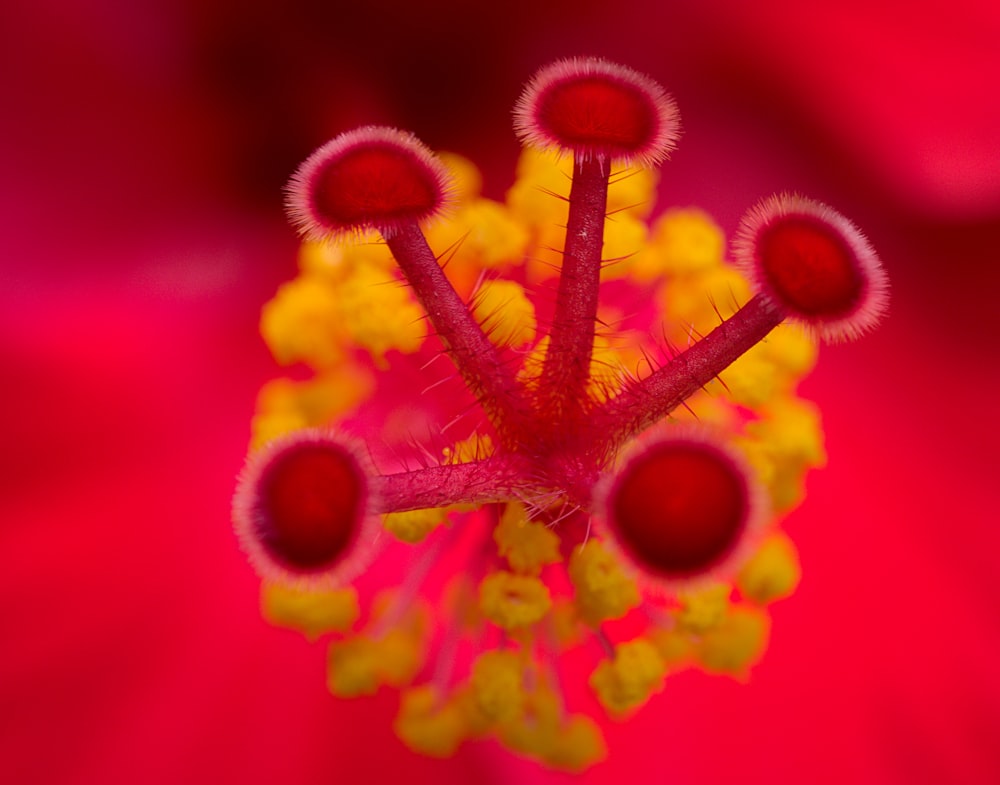 Flor roja y amarilla en la fotografía macro