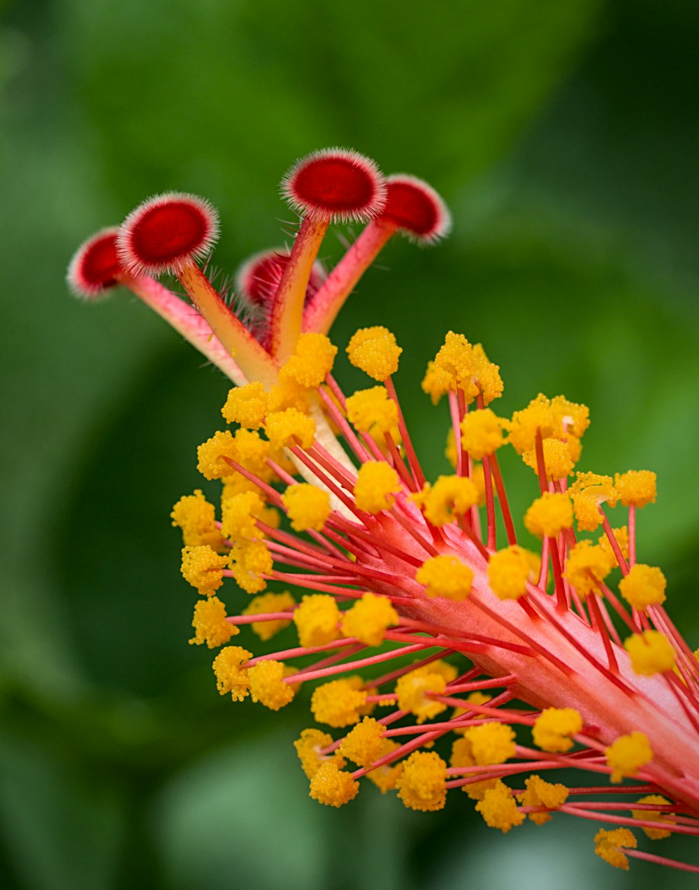 yellow and red flower in tilt shift lens