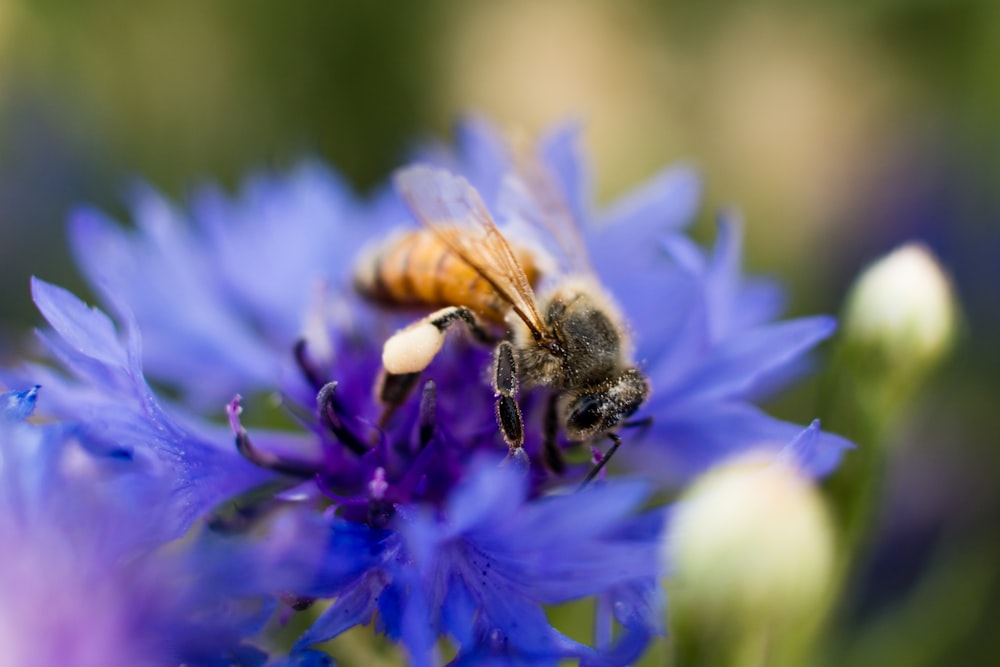 honeybee perched on purple flower in close up photography during daytime