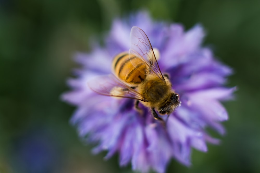 honeybee perched on purple flower in close up photography during daytime