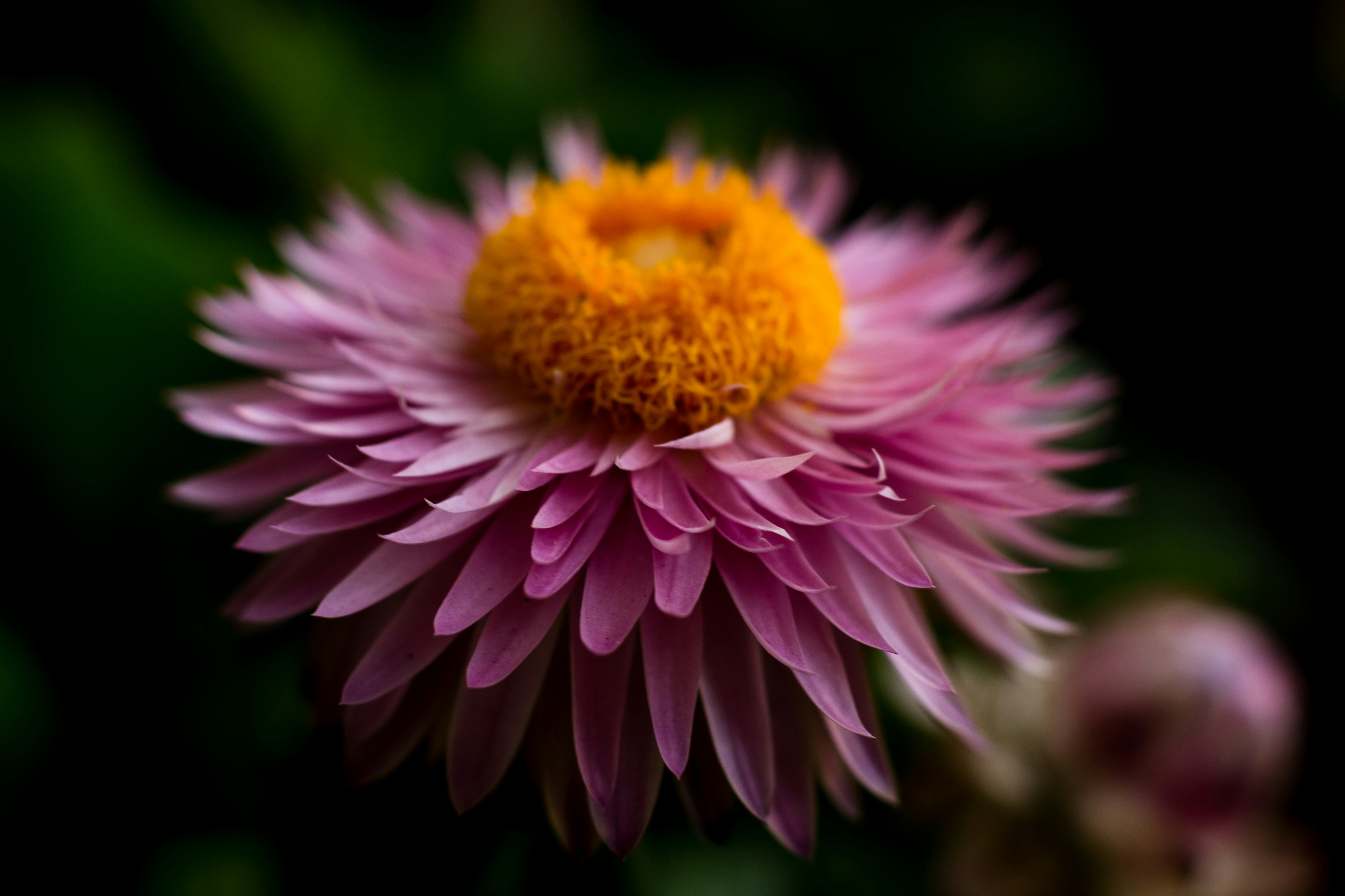 Photo by kelseybrownart