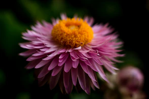 pink and yellow flower in tilt shift lens