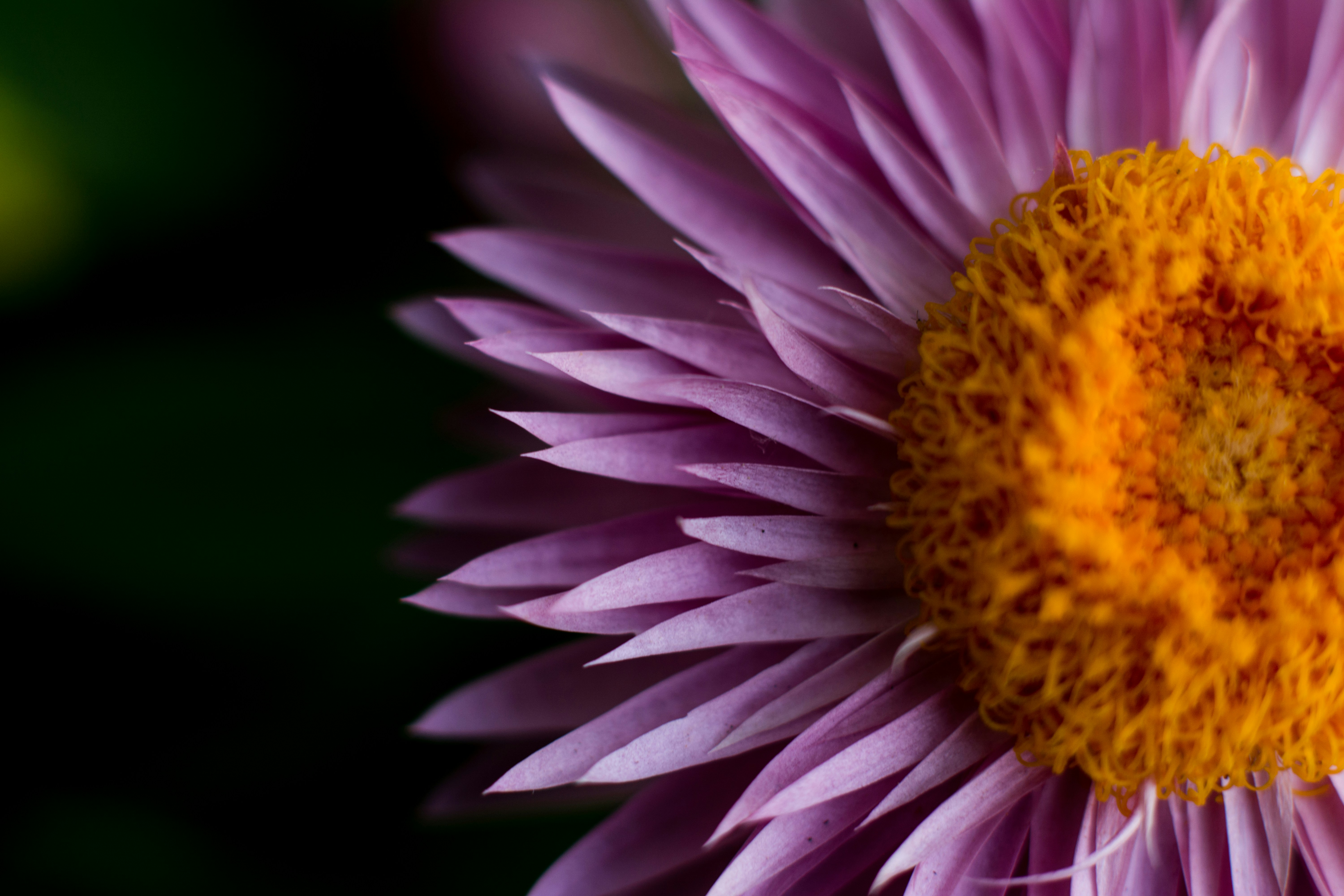pink and yellow flower in close up photography
