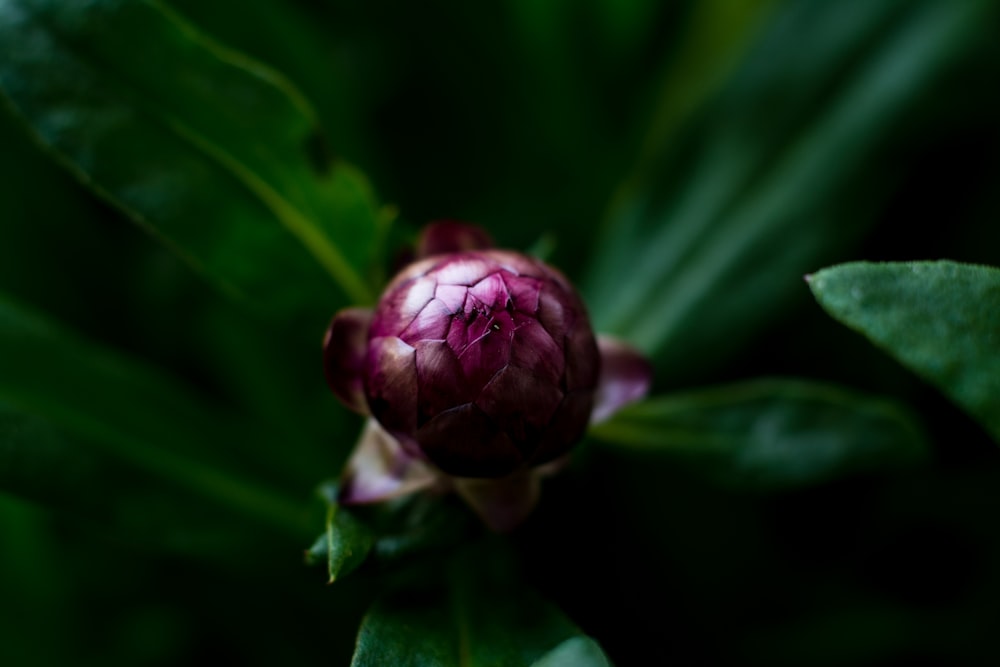 red flower in tilt shift lens