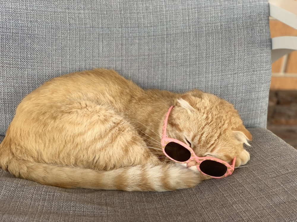 orange tabby cat lying on gray textile