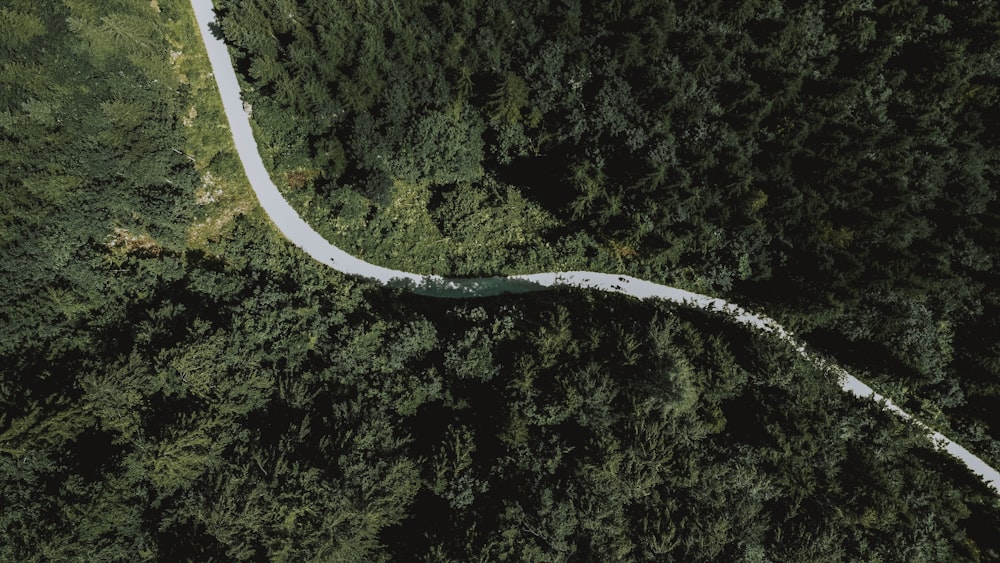 aerial view of green trees