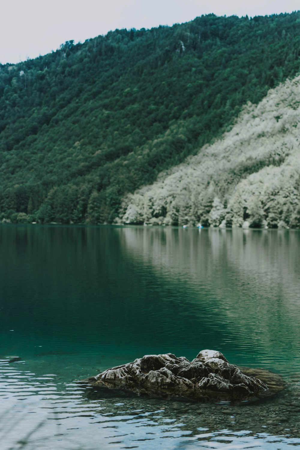 green lake surrounded by green trees during daytime