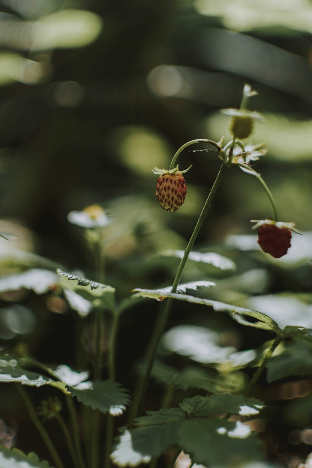 brown and black round fruit in tilt shift lens