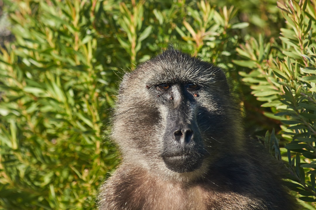 gray monkey on green grass during daytime