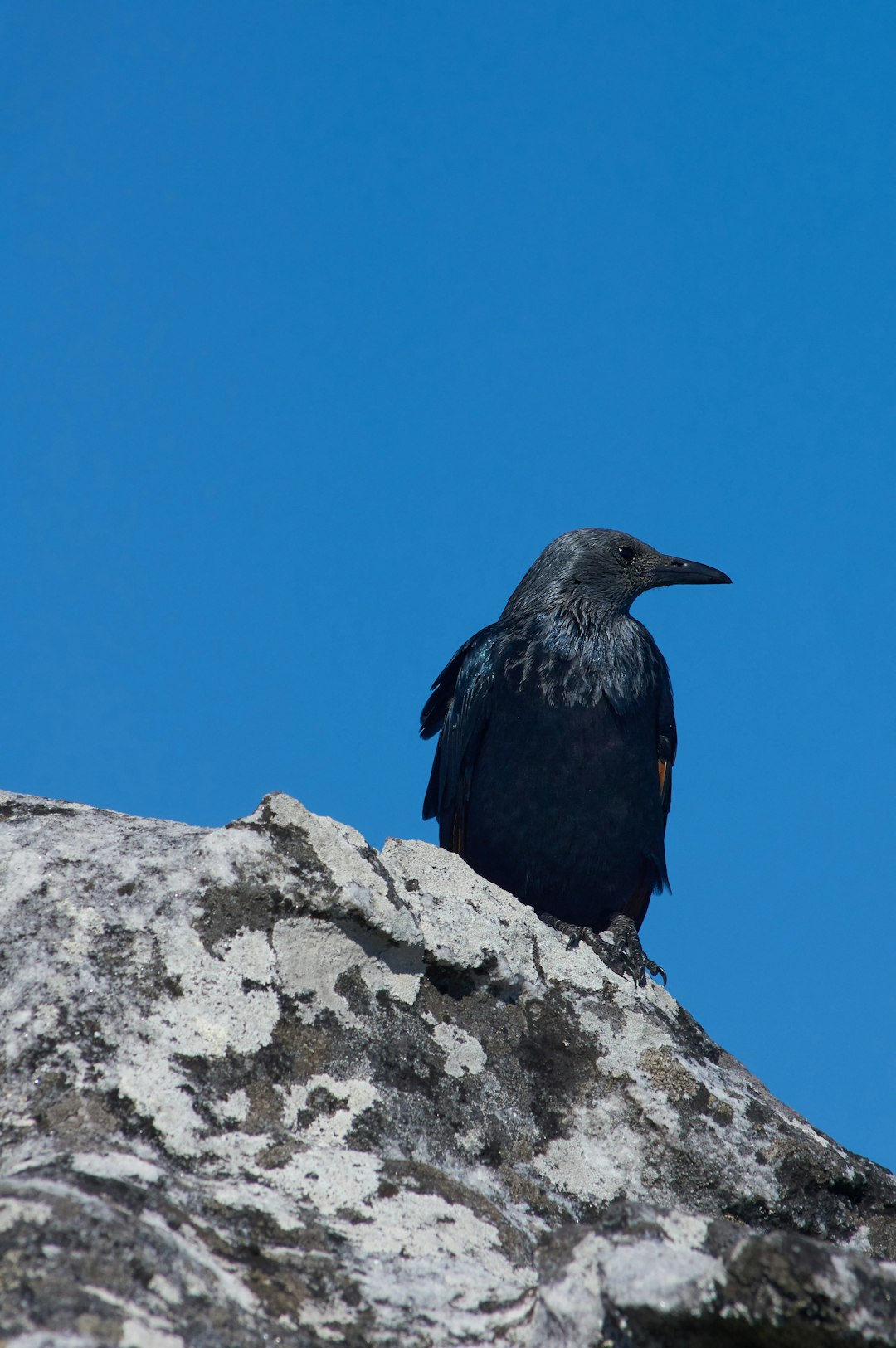 black bird on gray rock during daytime