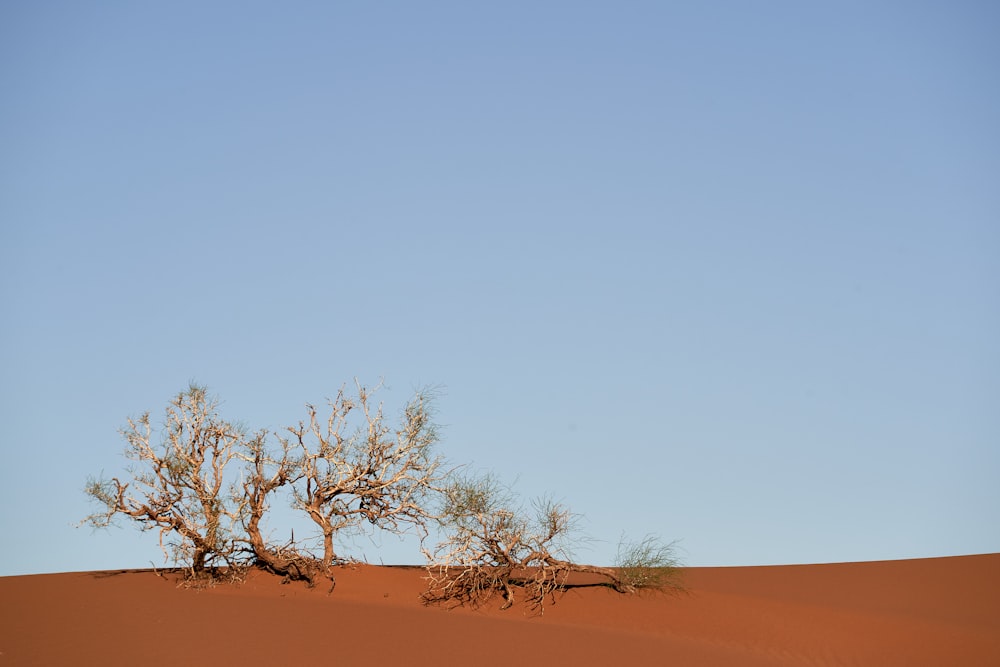 leafless tree on brown sand