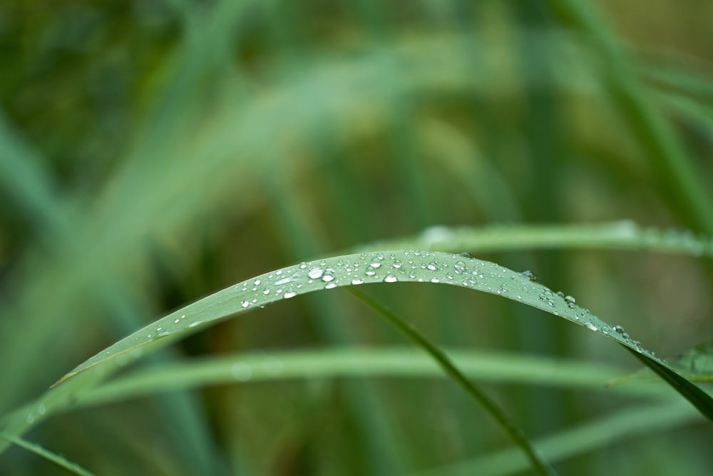 water droplets on green leaf