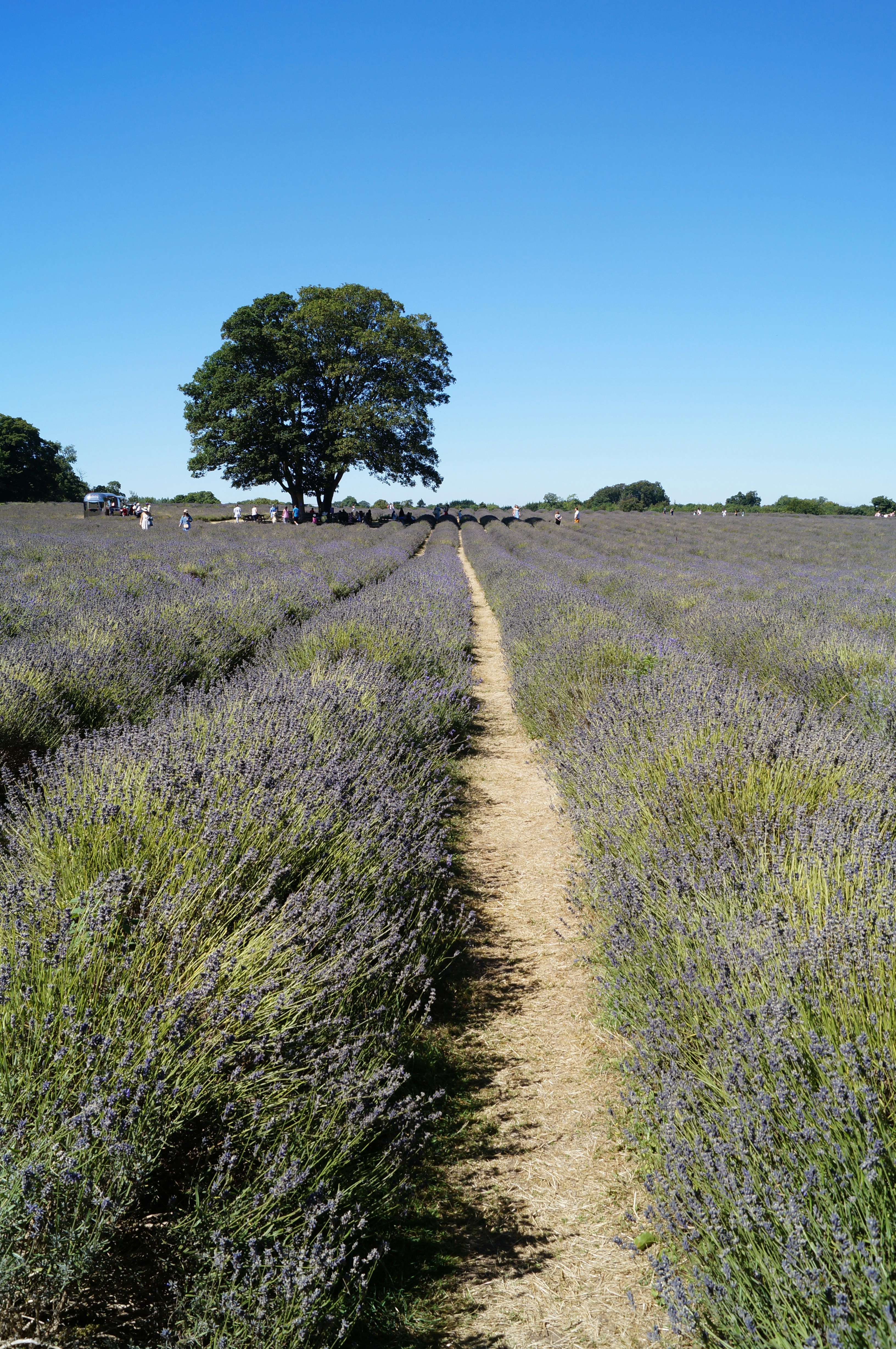 Green grass field with green trees under blue sky during daytime